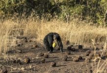 Studying chimpanzees gives Senegalese miners a safer future