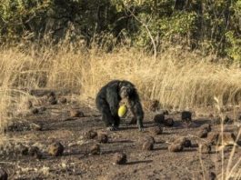 Studying chimpanzees gives Senegalese miners a safer future