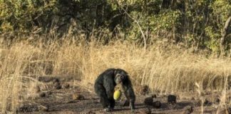 Studying chimpanzees gives Senegalese miners a safer future