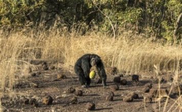 Studying chimpanzees gives Senegalese miners a safer future