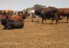 South African farmers face mounting losses as foot-and-mouth spreads
