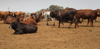 South African farmers face mounting losses as foot-and-mouth spreads