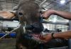 South Africa races to vaccinate cattle as foot-and-mouth crisis deepens