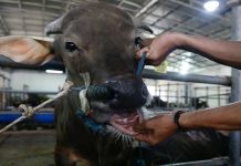 South Africa races to vaccinate cattle as foot-and-mouth crisis deepens