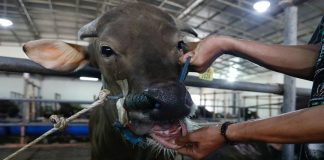 South Africa races to vaccinate cattle as foot-and-mouth crisis deepens