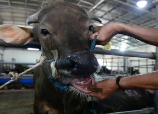 South Africa races to vaccinate cattle as foot-and-mouth crisis deepens