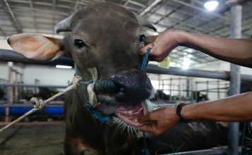 South Africa races to vaccinate cattle as foot-and-mouth crisis deepens