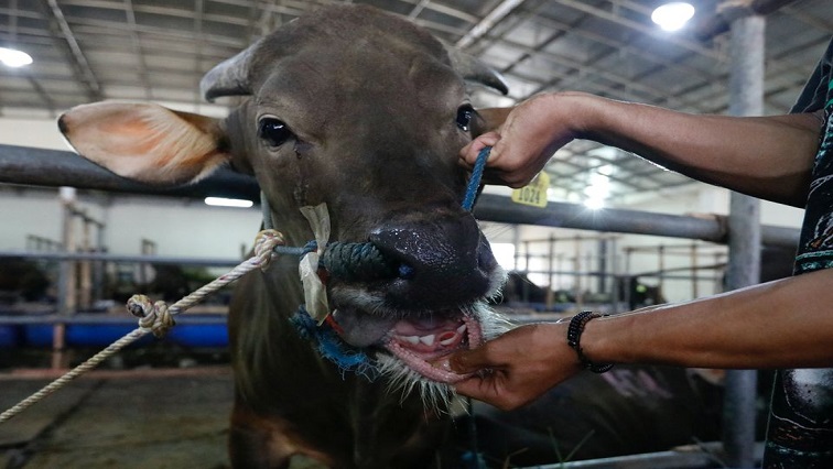 South Africa races to vaccinate cattle as foot-and-mouth crisis deepens